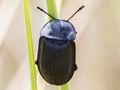 Silpha tristis